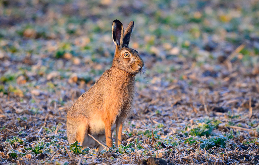 Бурый заяц в немецком Бранденбурге