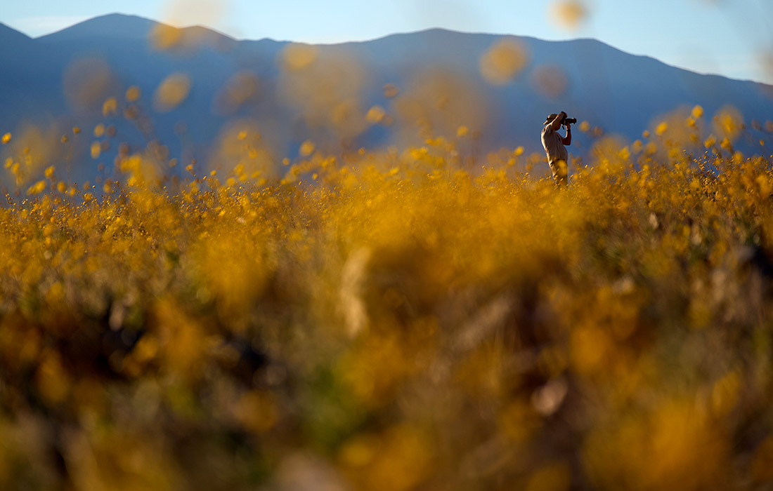 В Долине Смерти в Калифорнии началось редкое суперцветение