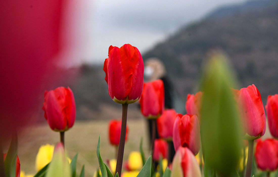 Самый большой в Азии сад тюльпанов в индийском Кашмире