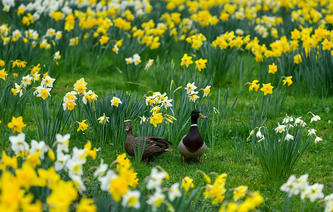Весна в Брюгге, Бельгия