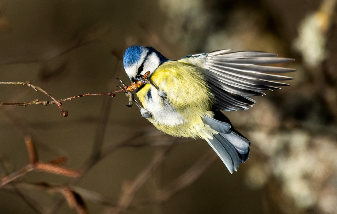 Синица в природном заповеднике в немецком Баден-Вюртемберге