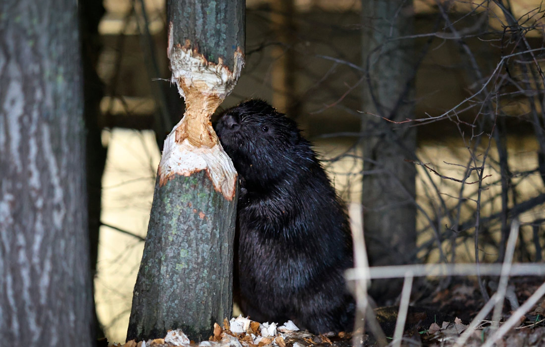 Речной бобр поселился у элитного ЖК в акватории Черной речки в Санкт-Петербурге. Местные жители прозвали бобра Яшкой.