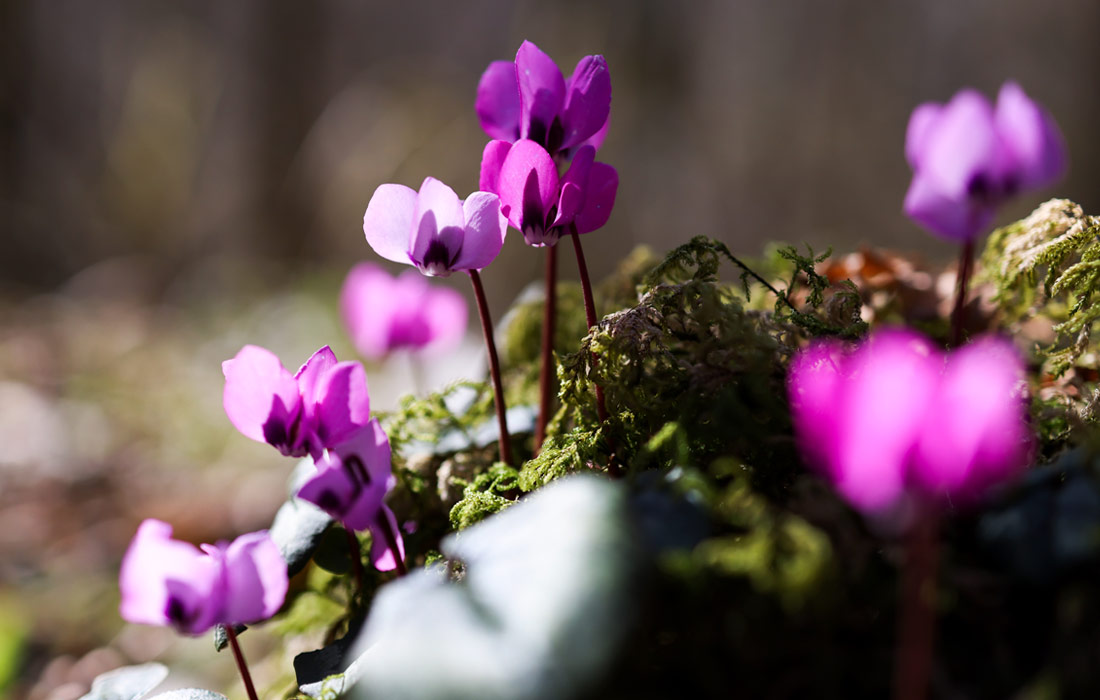 Цветение цикламена косского в Сочинском национальном парке