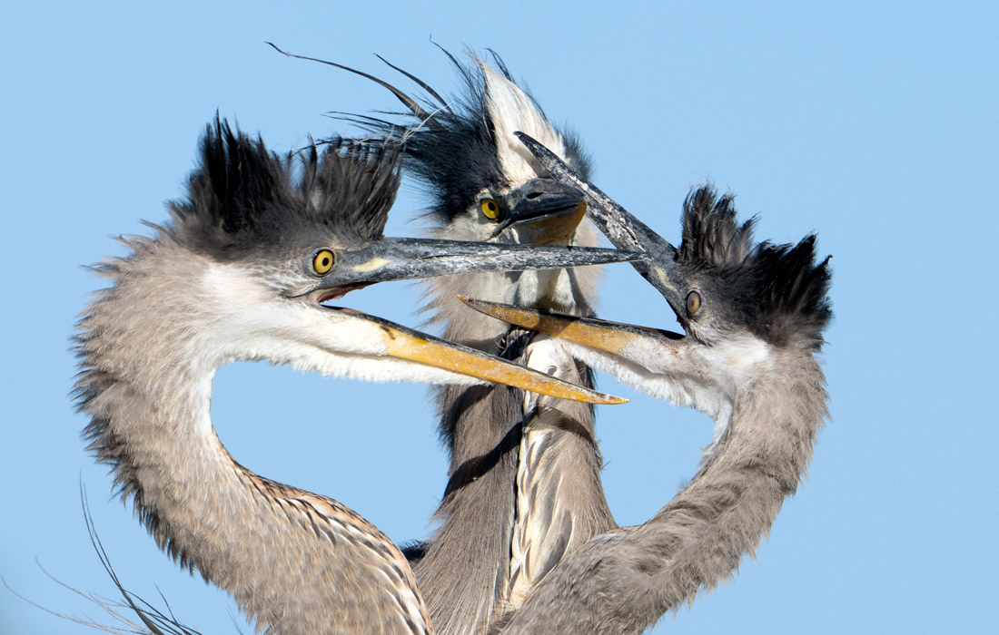 Птенцы большой голубой цапли выпрашивают еду у матери в природном заповеднике Вакодахатчи в Делрей-Бич, Флорида