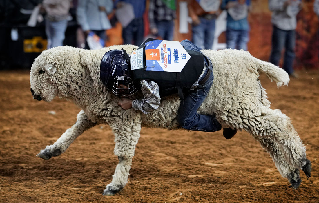 Родео для детей на Хьюстонской выставке животноводства, штат Техас