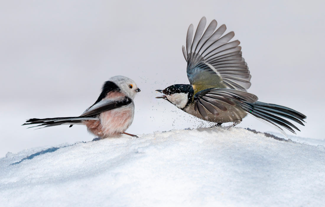 Длиннохвостые синицы в китайском Дацине