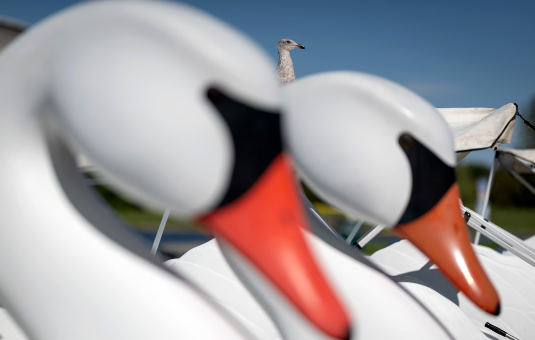 Чайка у пункта проката лодок-лебедей на озере Бальбоа в Лос-Анджелесе