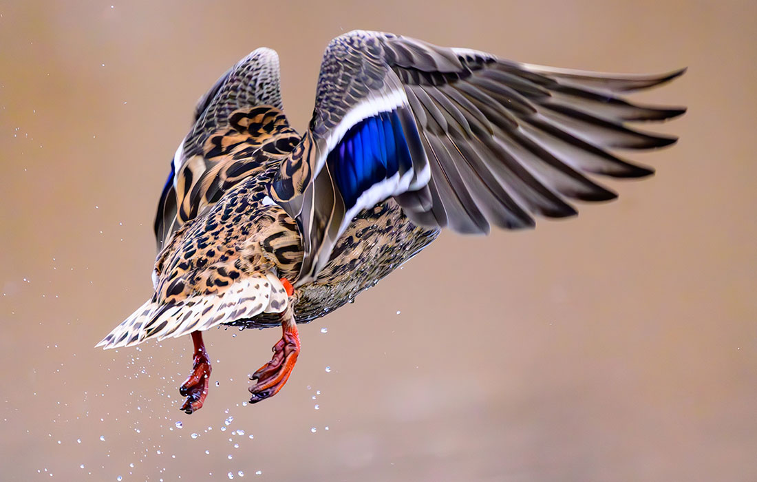 Кряква в немецком Керсдорфе