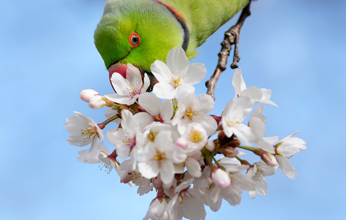 Кольчатый попугай в Сент-Джеймсском парке Лондона
