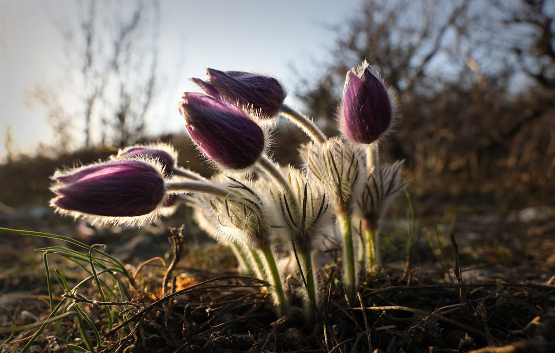 Цветение прострела крымского (сон-травы) в Севастополе