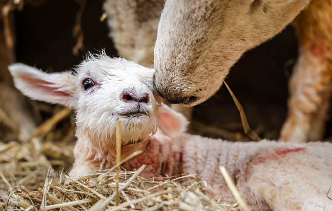 Новорожденный ягненок в Шлезвиг-Гольштейне, Германия