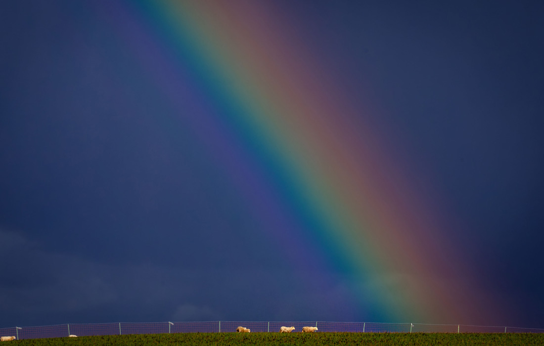 Стадо овец на пастбище на севере Германии