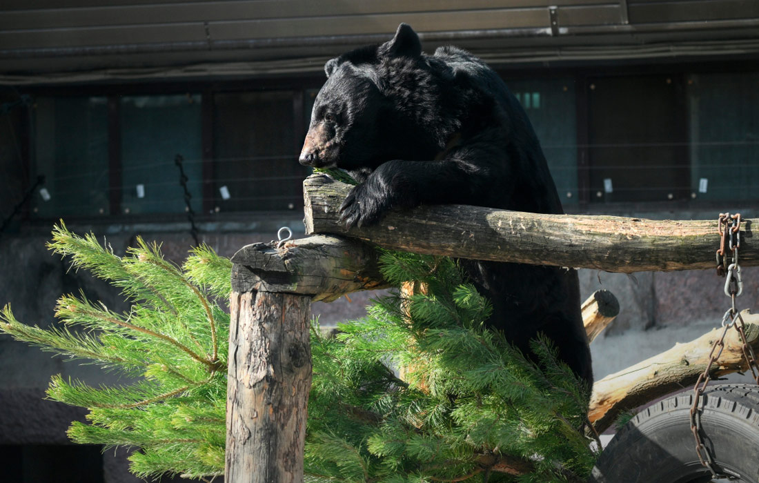 Медведи проснулись после зимней спячки в Московском зоопарке
