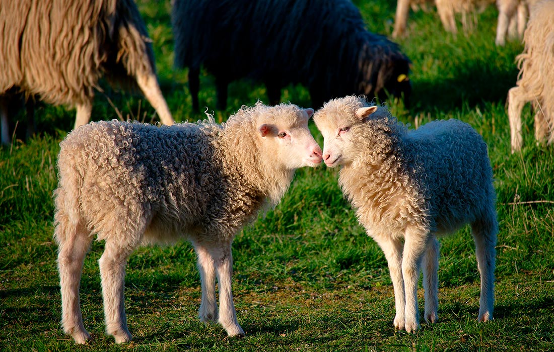 Молодые ягнята на пастбище в Кёльне