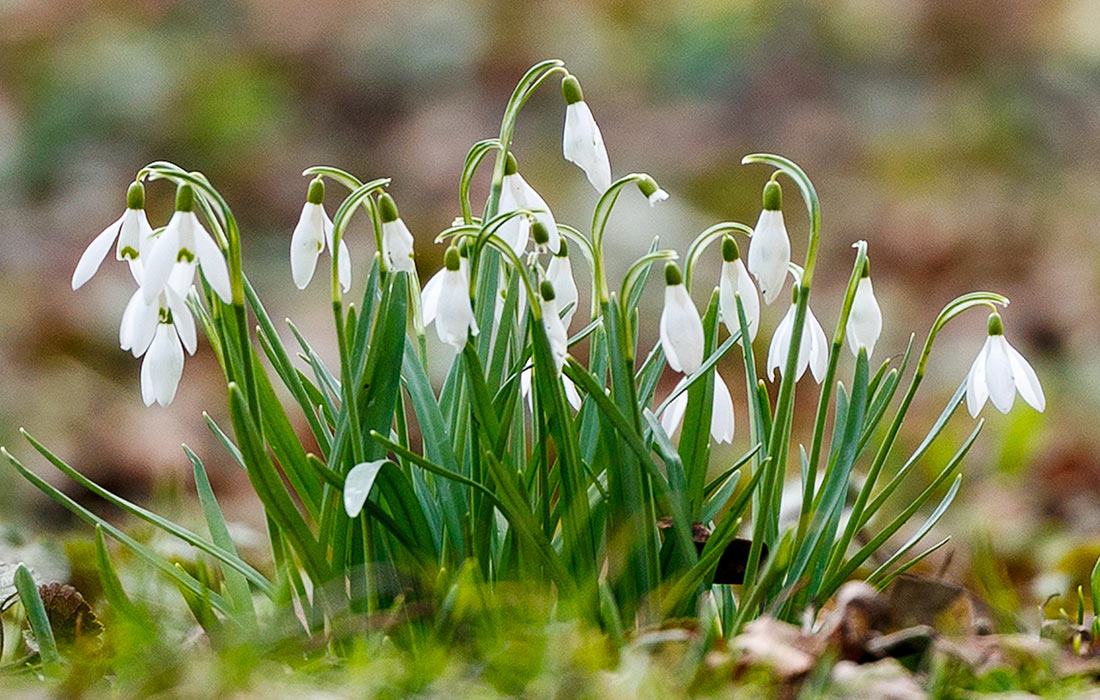 Подснежники в Ботаническом саду Калининграда