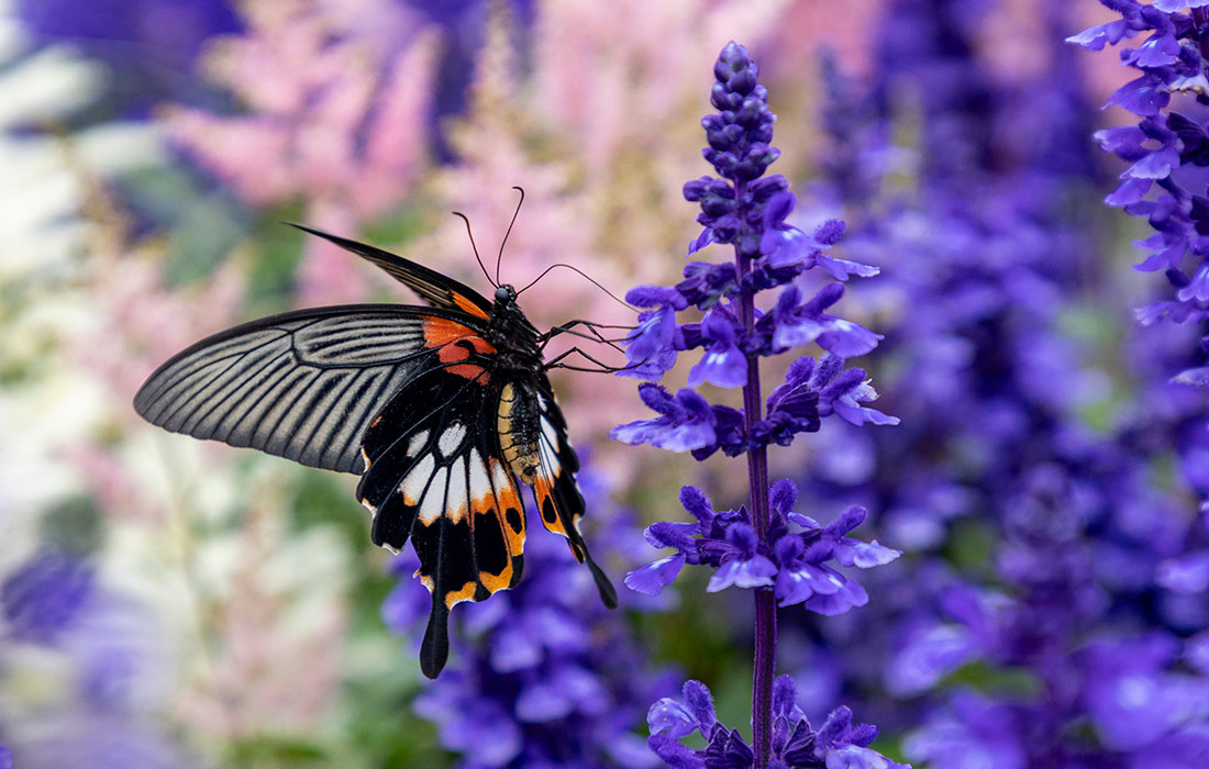 Ежегодная выставка цветов Hong Kong Flower Show в Гонконге