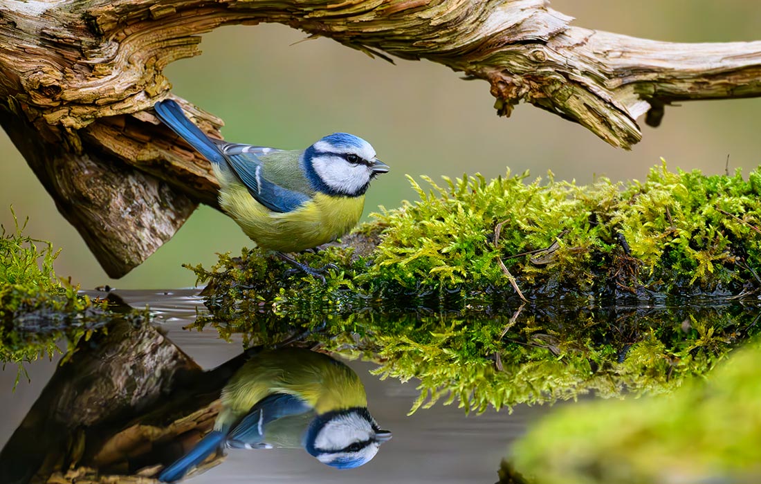 Синица-лазоревка в Бранденбурге