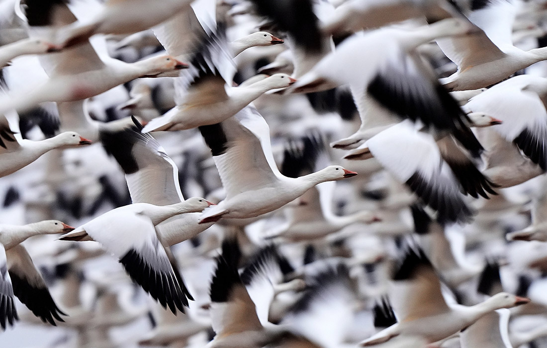 Белые гуси в заповеднике дикой природы Мидл-Крик в Пенсильвании