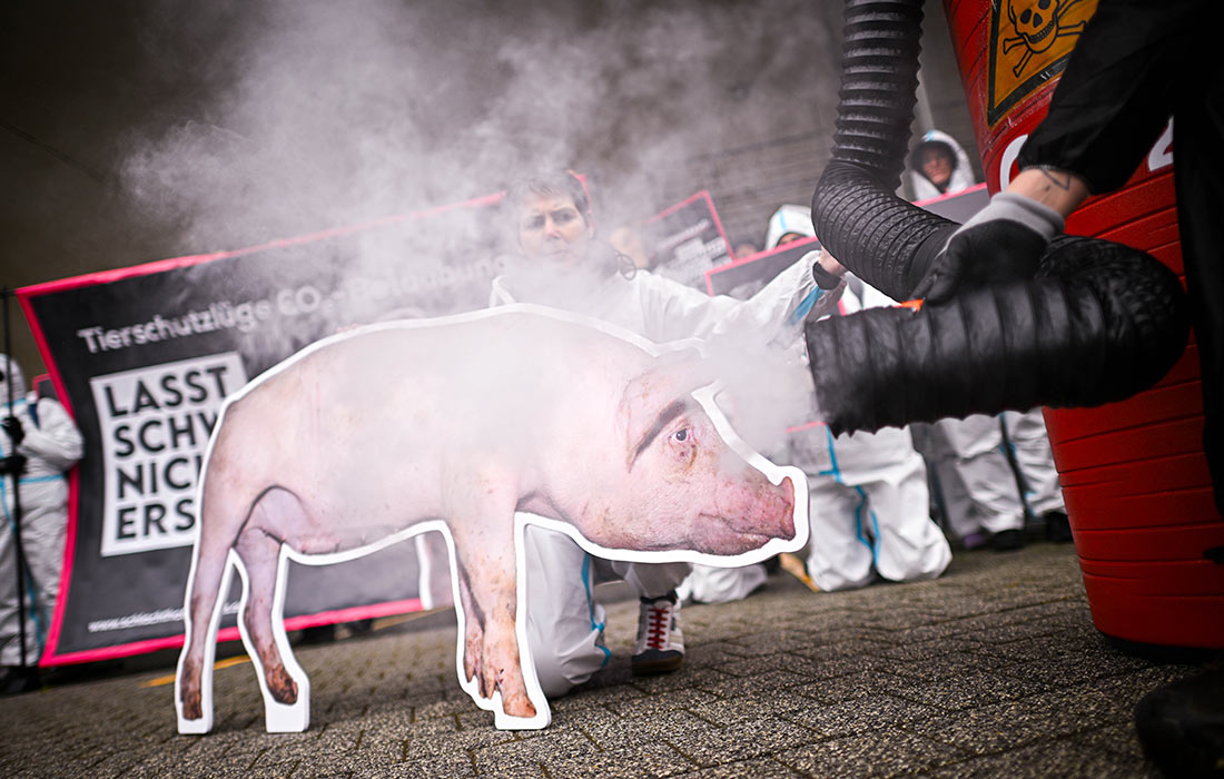 Акция зоозащитников в Нижней Саксонии против оглушения свиней углекислым газом