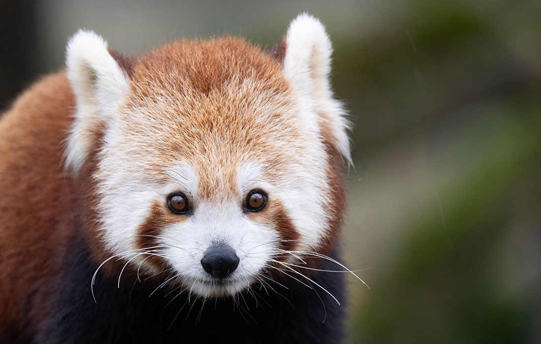 Красная панда в Дрезденском зоопарке
