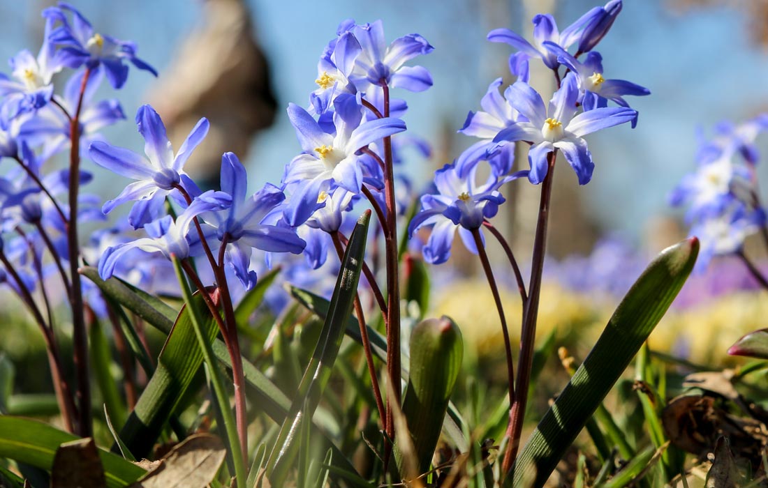 Хионодокса в парке "Зарядье"
