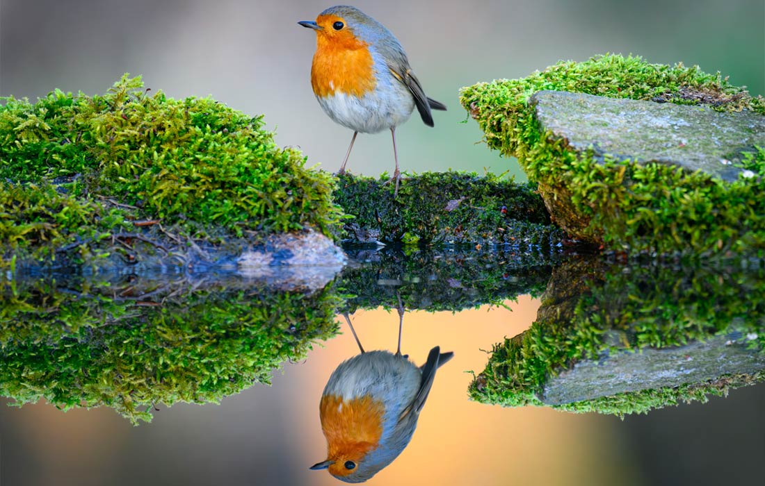 Зарянка в Бранденбурге