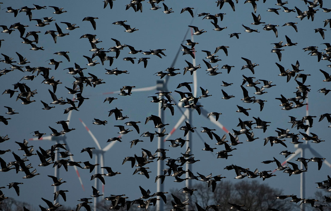 Дикие гуси в немецком Анкламе