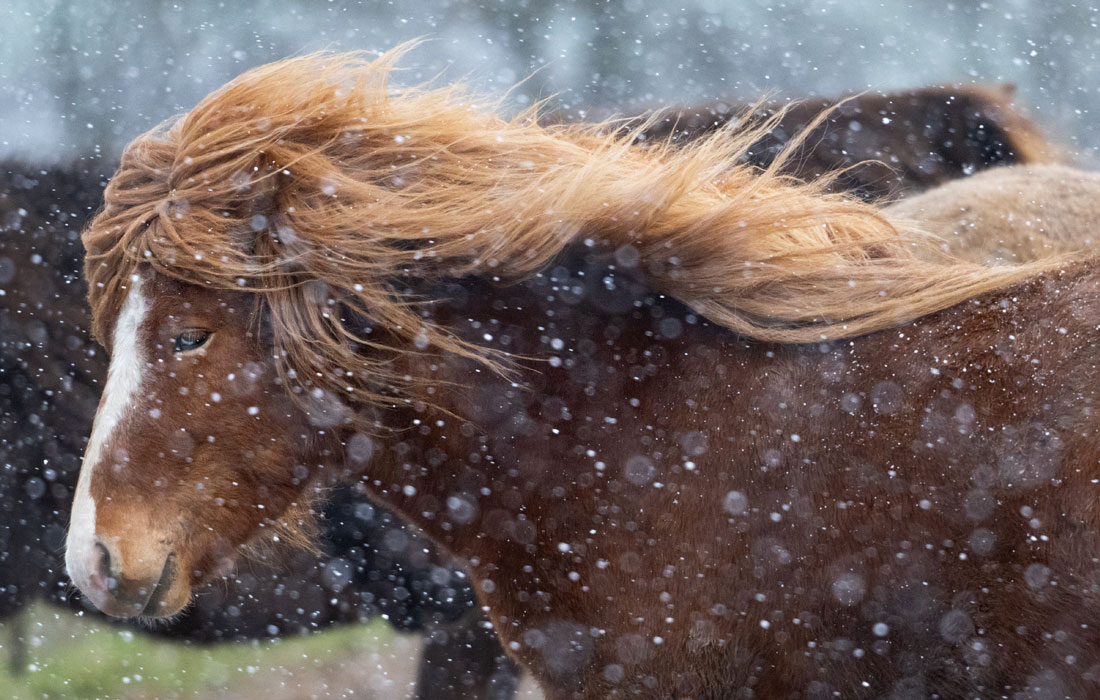 Исландская лошадь во время снегопада на пастбище в Таунусе, Германия