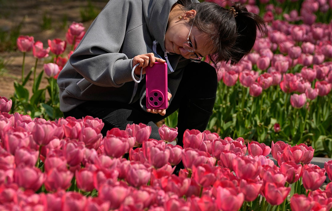 Цветение тюльпанов в Пекине
