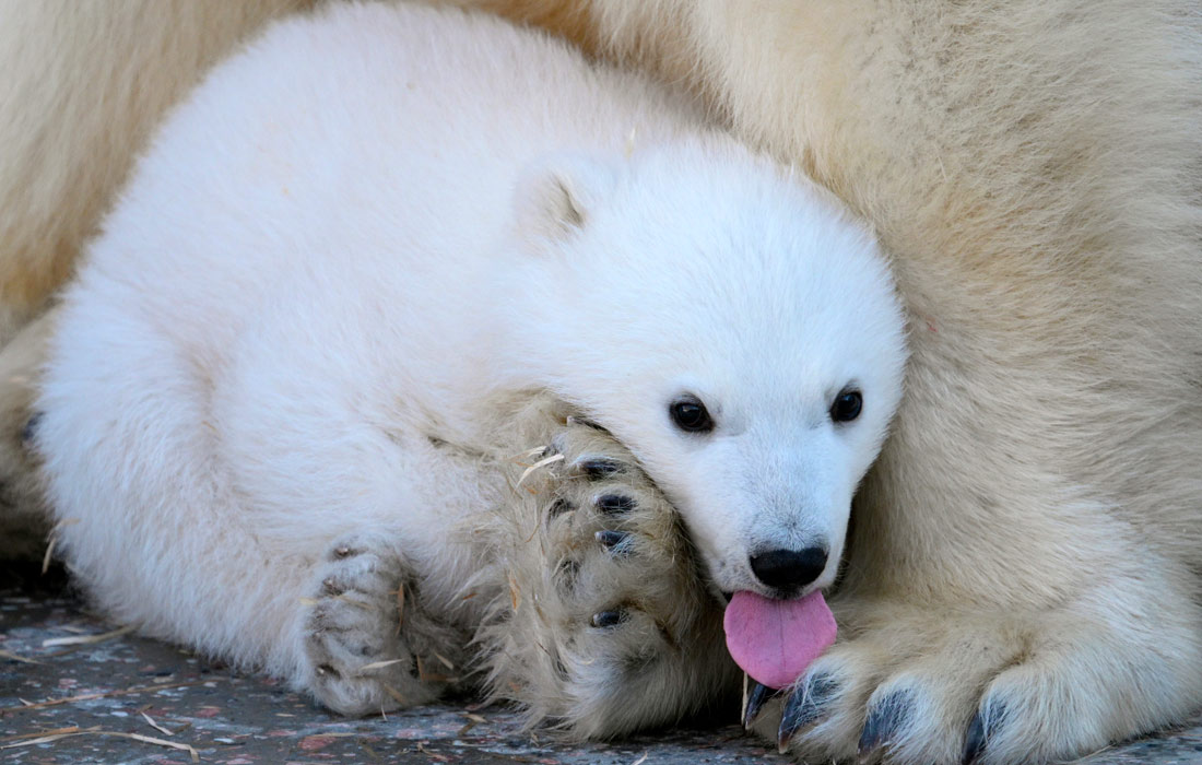 Белая медведица Герда с медвежонком в вольере Новосибирского зоопарка