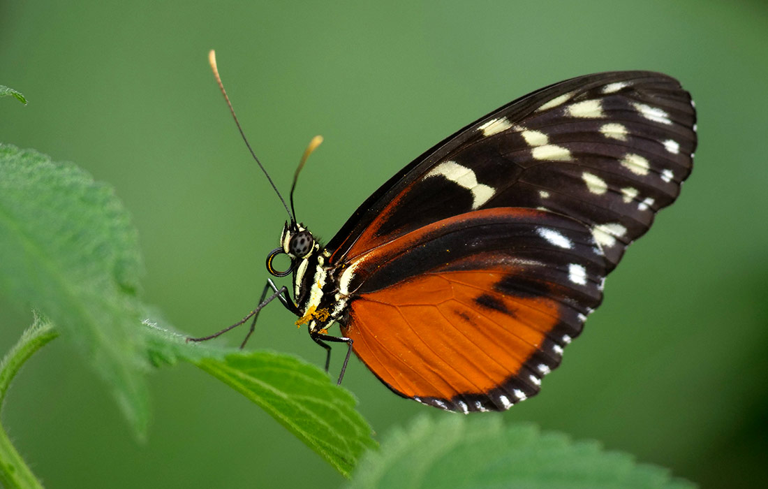Бабочка в зоопарке в немецком Крефельде