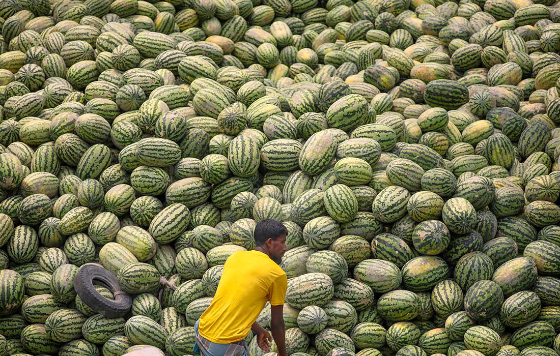 Сбор урожая арбузов в Бангладеш
