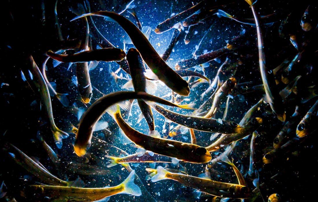 Мальки кеты, выращенные в бассейнах Рязановского экспериментально-производственного рыбоводного завода в Приморском крае