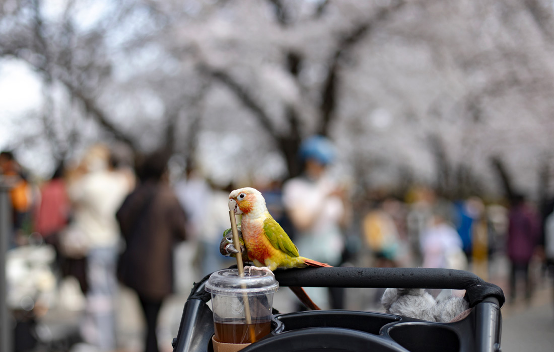 Попугаи во время Весеннего фестиваля цветов в Сеуле, Южная Корея
