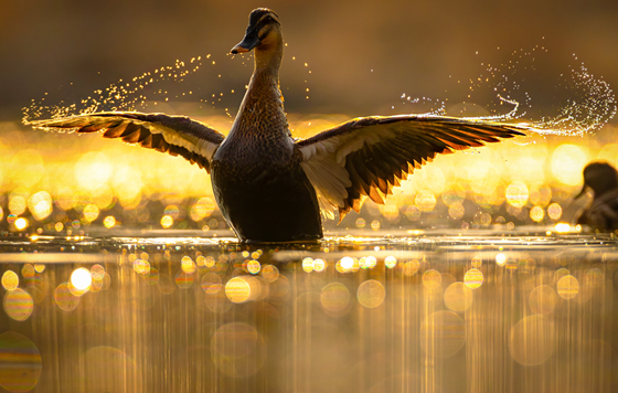 Лучшие фото недели