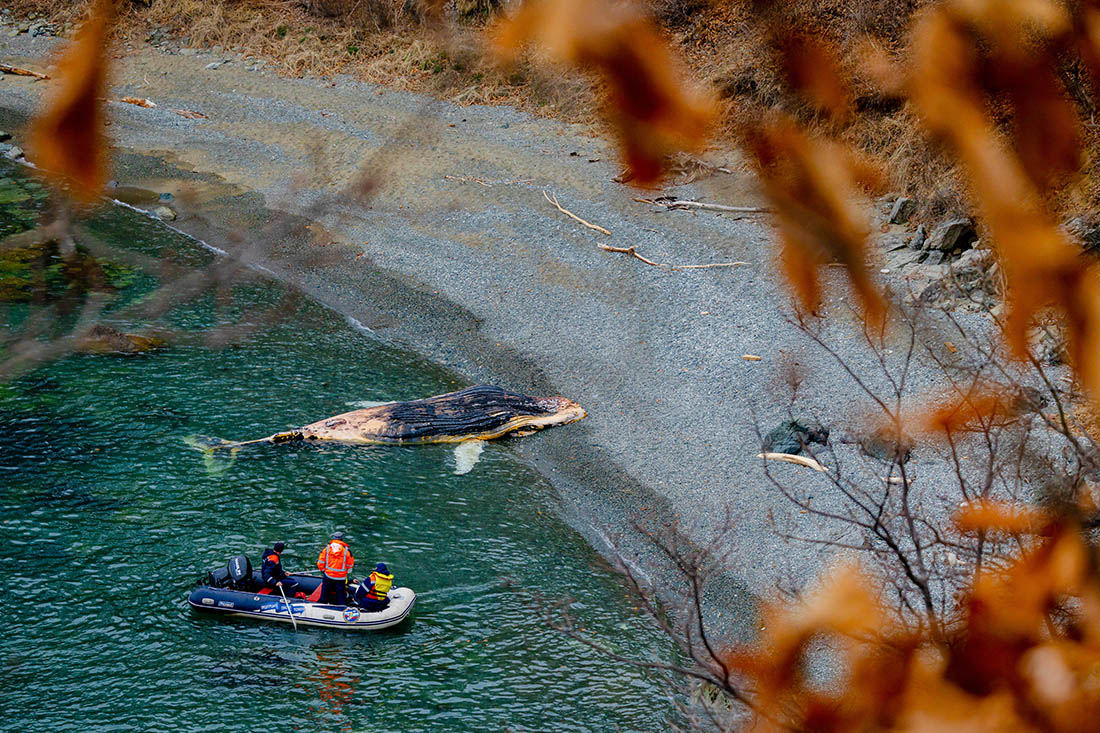 В Находке горбатого кита выбросило на дикий пляж возле бухты Мусатова