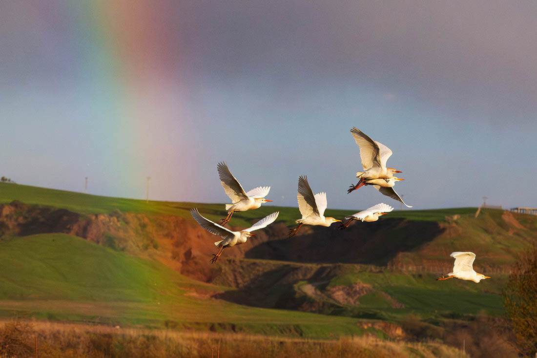Белые цапли в Диярбакыре, Турция