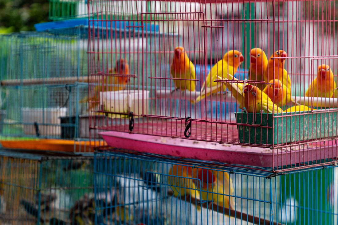 Продажа клеток и птиц в Саду птиц на улице Юэн в Гонконге