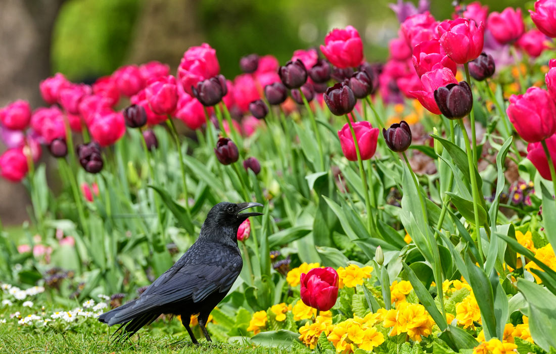 Тюльпаны в парке Сент-Джеймс в Лондоне