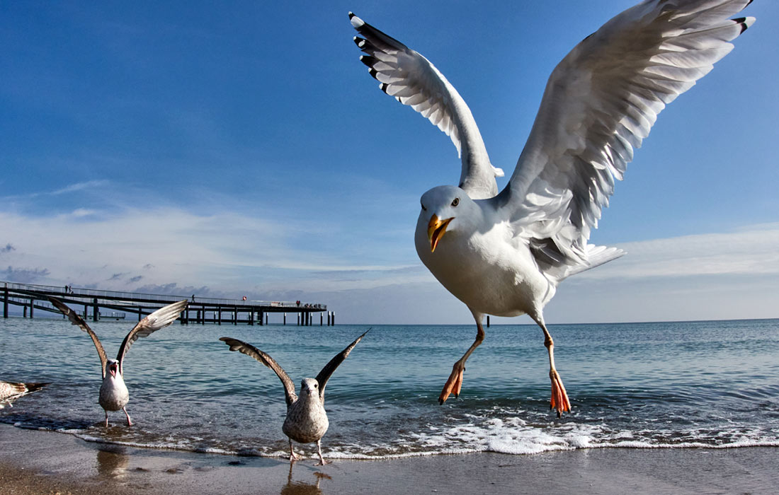 Чайки на пляже Балтийского моря в Германии
