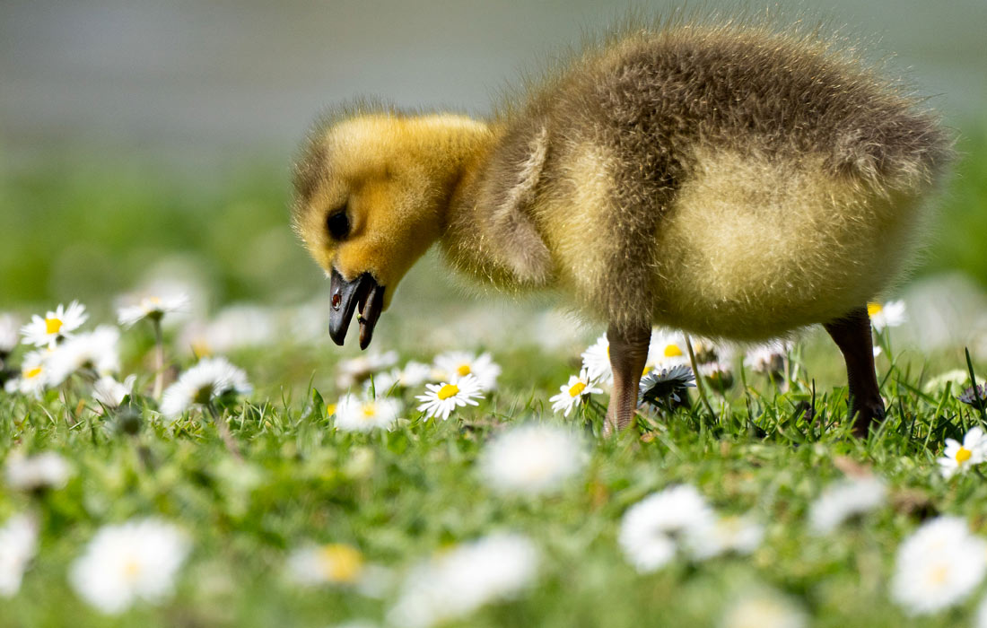 Гусенок на прогулке во Франкфурте