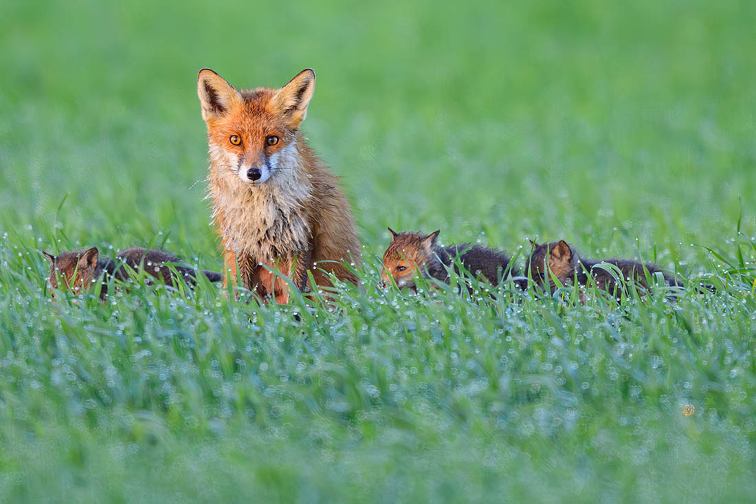 Лисица с потомством под Бранденбургом