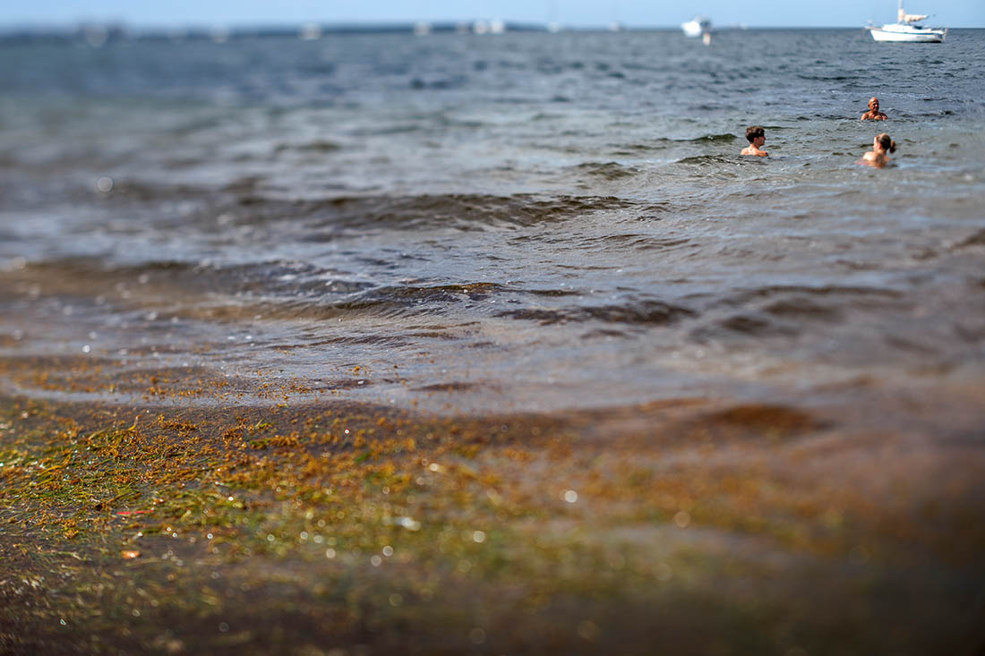Сезон саргассовых водорослей начался на пляжах Флориды в США