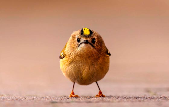 Финалисты Comedy Wildlife Photo Awards