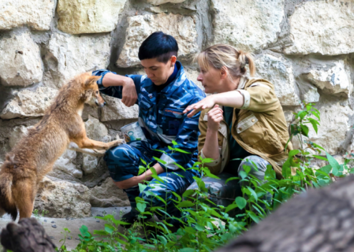 Аэрофлот представит свою породную группу собак и систему ольфакторного мониторинга кинологическому сообществу