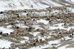 "О "Черных ястребах" мы узнали из новостей"
