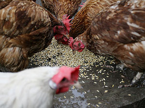 Срочно снять зерновое эмбарго