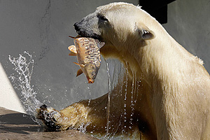 Проверка права на бесплатную рыбалку