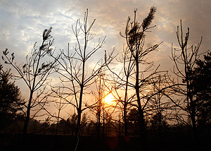 Кто поедет тушить торфяники