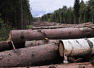 Новые березовые пеньки